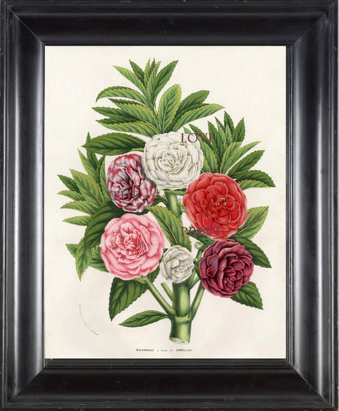 BOTANICAL PRINT HOUTTE  Botanical Art Print 5 Beautiful Balsamines in Pink White Red Flower Spring Summer Garden Plant