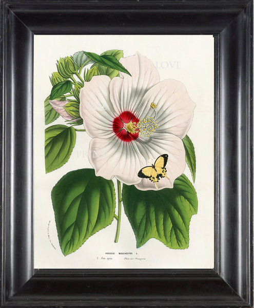 BOTANICAL PRINT HOUTTE  Botanical Art Print 3 White Hibiscus Moscheutos Butterfly Flowers Tropical Garden