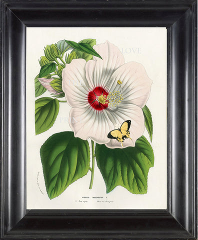 BOTANICAL PRINT HOUTTE  Botanical Art Print 3 White Hibiscus Moscheutos Butterfly Flowers Tropical Garden