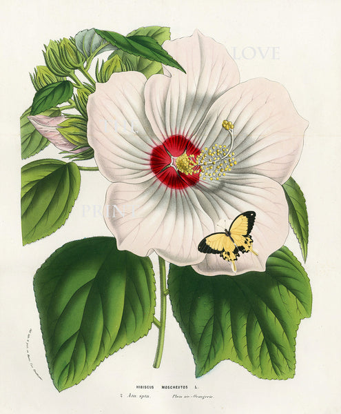 BOTANICAL PRINT HOUTTE  Botanical Art Print 3 White Hibiscus Moscheutos Butterfly Flowers Tropical Garden