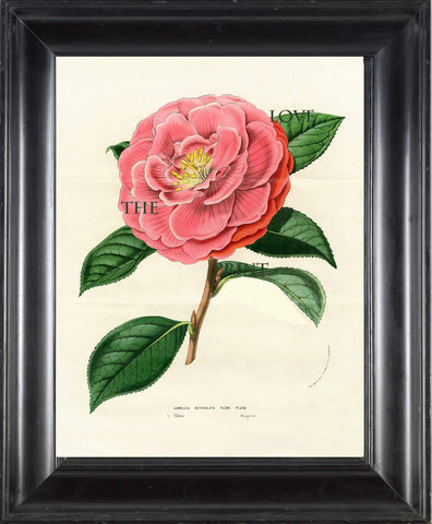 BOTANICAL PRINT HOUTTE  Botanical Art Print 4 Beautiful Pink Camellia Reticulata Pleno Flower Spring Summer Garden Plant