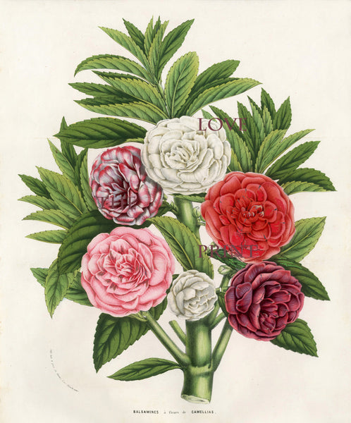 BOTANICAL PRINT HOUTTE  Botanical Art Print 5 Beautiful Balsamines in Pink White Red Flower Spring Summer Garden Plant
