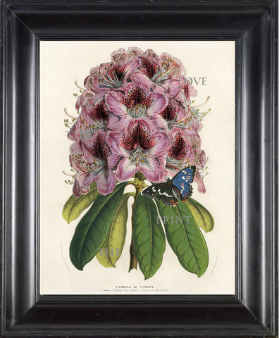 BOTANICAL PRINT HOUTTE  Botanical Art Print 15 Beautiful Lavende Dianthus Sinensis Heddewigii Flower Purple Violet  Blue Butterfly