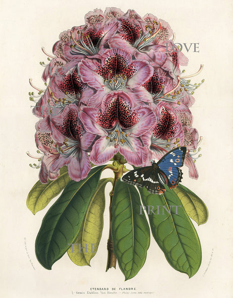BOTANICAL PRINT HOUTTE  Botanical Art Print 15 Beautiful Lavende Dianthus Sinensis Heddewigii Flower Purple Violet  Blue Butterfly