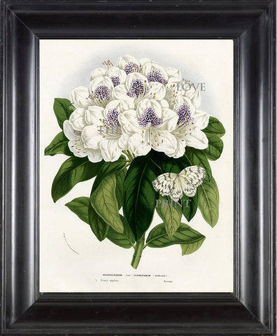 BOTANICAL PRINT HOUTTE  Botanical Art Print 17 Beautiful Rhododendron Large White Flower  Butterfly