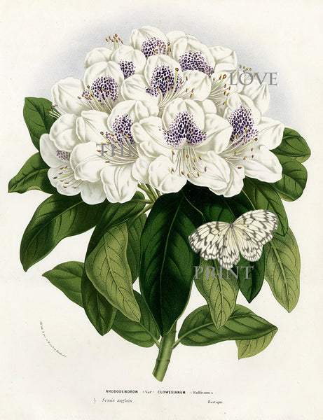 BOTANICAL PRINT HOUTTE  Botanical Art Print 17 Beautiful Rhododendron Large White Flower  Butterfly