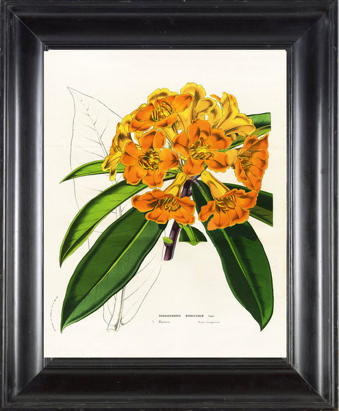 BOTANICAL PRINT HOUTTE  Botanical Art Print 27 Beautiful Yellow Rhododendron Large Flower Home Wall Decoration to Frame
