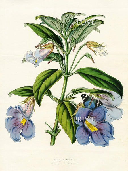 BOTANICAL PRINT HOUTTE  Botanical Art Print 21 Beautiful Blue Chirita Moon Flower Home Wall Decoration to Frame