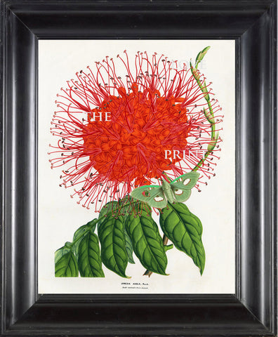 BOTANICAL PRINT HOUTTE  Botanical Art Print 23 Beautiful Red Jonesia Asoca Flower Green Butterfly Home Wall Decoration to Frame