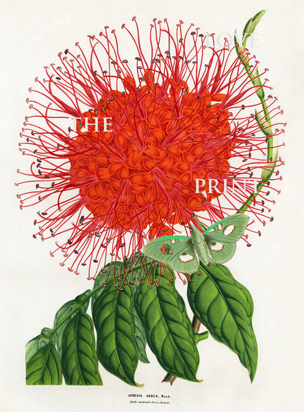 BOTANICAL PRINT HOUTTE  Botanical Art Print 23 Beautiful Red Jonesia Asoca Flower Green Butterfly Home Wall Decoration to Frame