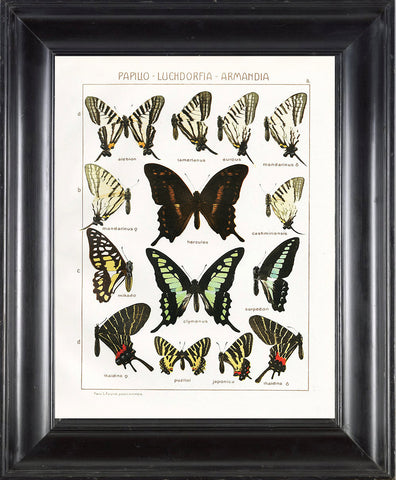 BUTTERFLY PRINT SEITZ  Botanical Art Print 1 Beautiful Butterflies Hercules, Mikado and Cashmiriensis to Frame Wall Decor
