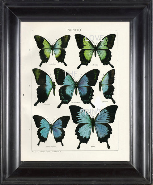 BUTTERFLY PRINT SEITZ  Botanical Art Print 2 Beautiful  Blue Green Butterflies Lorquinianus Insulicola and Montrouzierit