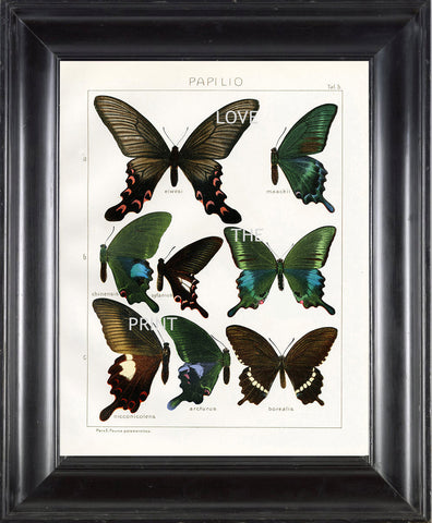 BUTTERFLY PRINT SEITZ  Art Print 4 Beautiful Antique Butterflies Nicconicolens and Borealis Aqua Green Brown Summer Garden Nature