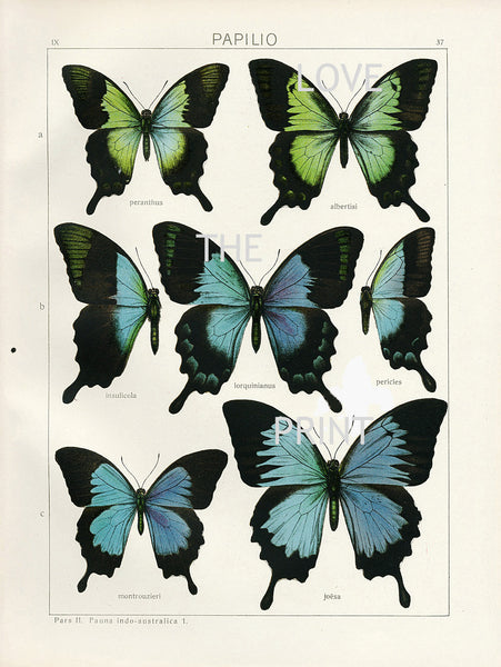 BUTTERFLY PRINT SEITZ  Botanical Art Print 2 Beautiful  Blue Green Butterflies Lorquinianus Insulicola and Montrouzierit