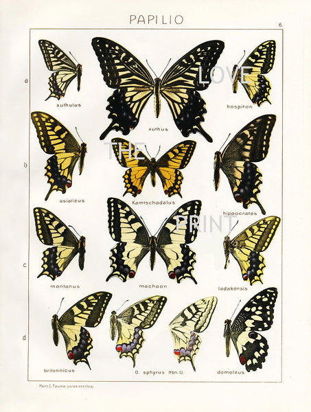 BUTTERFLY PRINT SEITZ  Botanical Art Print 3 Beautiful Butterflies  Xuthus Machaon and Montanus Yellow Summer Garden Nature