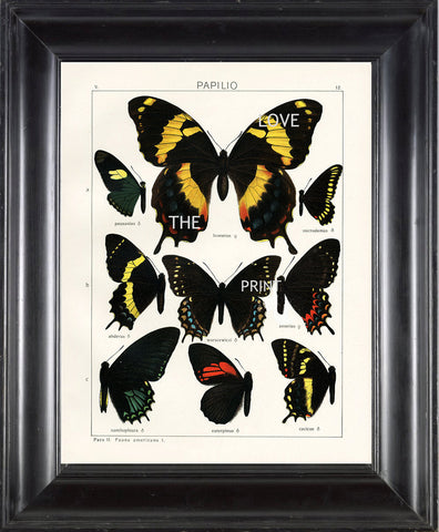 BUTTERFLY PRINT SEITZ  Art Print 5 Beautiful Antique Butterflies Homerus, Warscewiczi, Xanthopleura Large Yellow Summer Garden Nature
