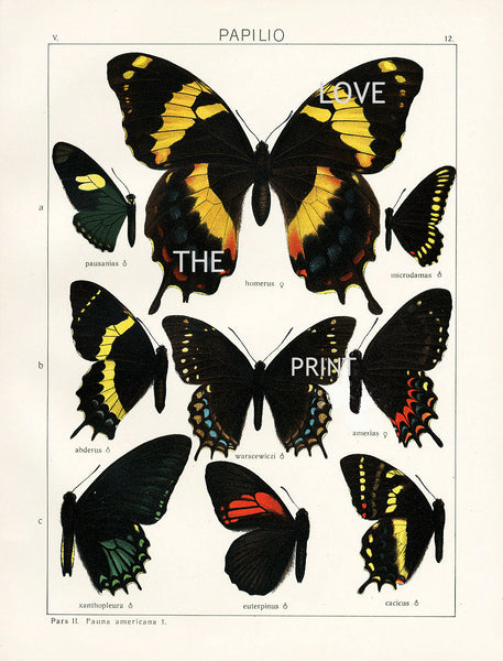 BUTTERFLY PRINT SEITZ  Art Print 5 Beautiful Antique Butterflies Homerus, Warscewiczi, Xanthopleura Large Yellow Summer Garden Nature