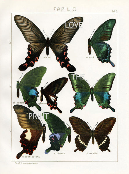 BUTTERFLY PRINT SEITZ  Art Print 4 Beautiful Antique Butterflies Nicconicolens and Borealis Aqua Green Brown Summer Garden Nature