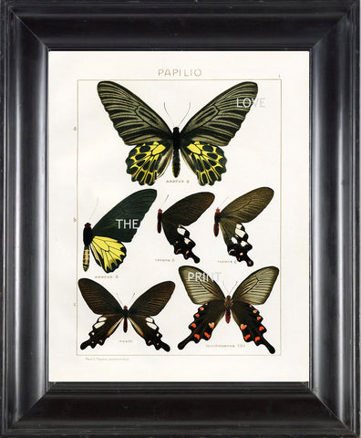 BUTTERFLY PRINT SEITZ  Art Print 7 Beautiful Antique Butterflies Aeacus Ravana and Loochooanus Large Yellow Summer Garden Nature