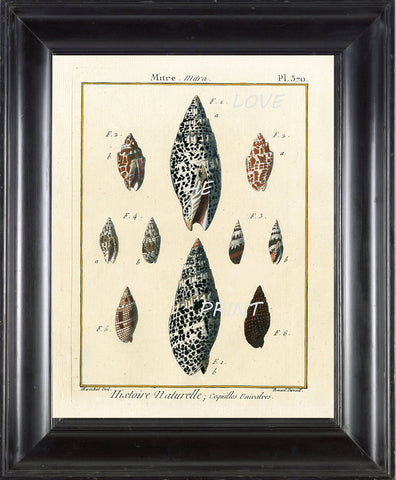 SHELL PRINT LAMARCK  Art Print 1 Beautiful Antique Mitre Shells Sea Ocean Nature to Frame Home Decoration Wall Hanging