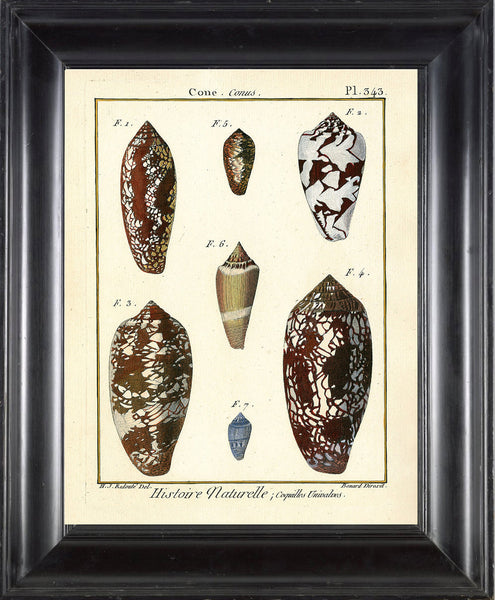 SHELL PRINT LAMARCK  Art Print 2 Beautiful Antique Cone Shells Sea Ocean Nature to Frame Home Decoration Wall Hanging