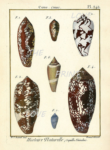 SHELL PRINT LAMARCK  Art Print 2 Beautiful Antique Cone Shells Sea Ocean Nature to Frame Home Decoration Wall Hanging