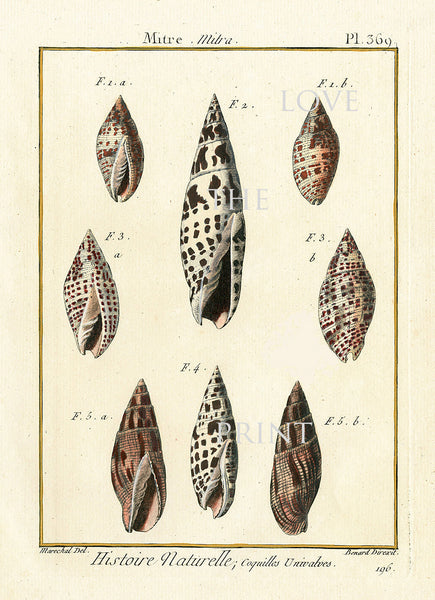 SHELL PRINT LAMARCK  Art Print 3 Beautiful Antique Mitre Shells Sea Ocean Nature to Frame Home Decoration Wall Hanging