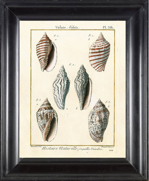 SHELL PRINT LAMARCK  Art Print 4 Beautiful Antique Volute Shells Sea Ocean Nature to Frame Home Decoration Wall Hanging
