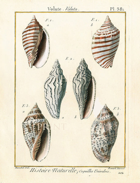 SHELL PRINT LAMARCK  Art Print 4 Beautiful Antique Volute Shells Sea Ocean Nature to Frame Home Decoration Wall Hanging