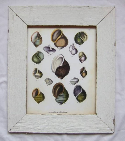 SHELL PRINT LAMARCK  Art Print 6 Beautiful Antique Ovule Shells Sea Ocean Nature to Frame Home Decoration Wall Hanging