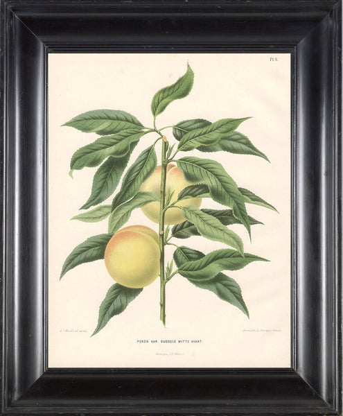 BOTANICAL PRINT Wendel  Botanical Art Print 1 Beautiful Peach Fruit Tree Branch Plant to Frame Interior Design