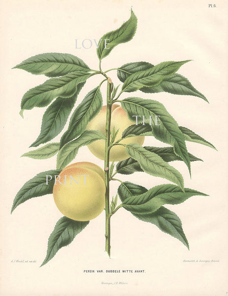 BOTANICAL PRINT Wendel  Botanical Art Print 1 Beautiful Peach Fruit Tree Branch Plant to Frame Interior Design