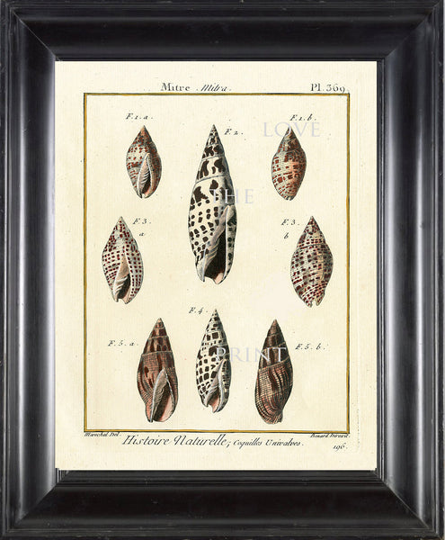 SHELL PRINT LAMARCK  Art Print 3 Beautiful Antique Mitre Shells Sea Ocean Nature to Frame Home Decoration Wall Hanging