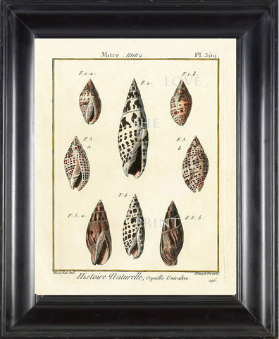 SHELL PRINT LAMARCK  Art Print 3 Beautiful Antique Mitre Shells Sea Ocean Nature to Frame Home Decoration Wall Hanging