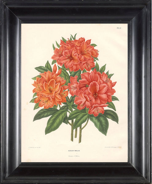 BOTANICAL PRINT Wendel  Botanical Art Print 5 Beautiful Antique Azalea Mollis Flower Spring Garden Plant to Frame