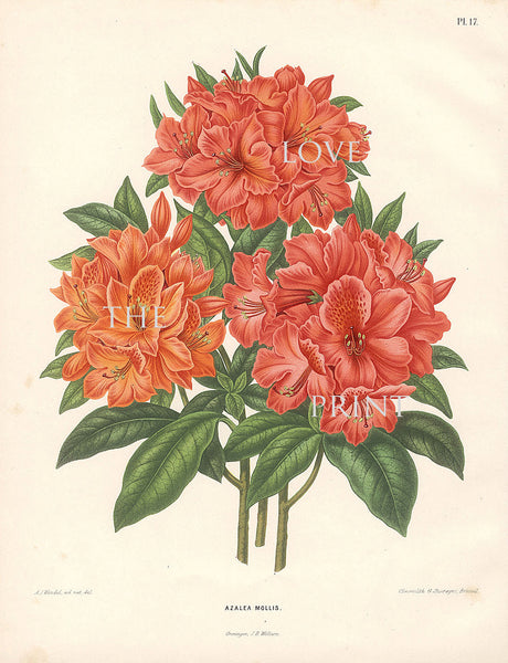 BOTANICAL PRINT Wendel  Botanical Art Print 5 Beautiful Antique Azalea Mollis Flower Spring Garden Plant to Frame