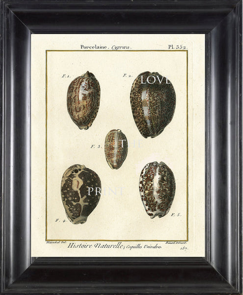 SHELL PRINT LAMARCK  Art Print 5 Beautiful Antique Porcelaine Shells Sea Ocean Nature to Frame Home Decoration Wall Hanging