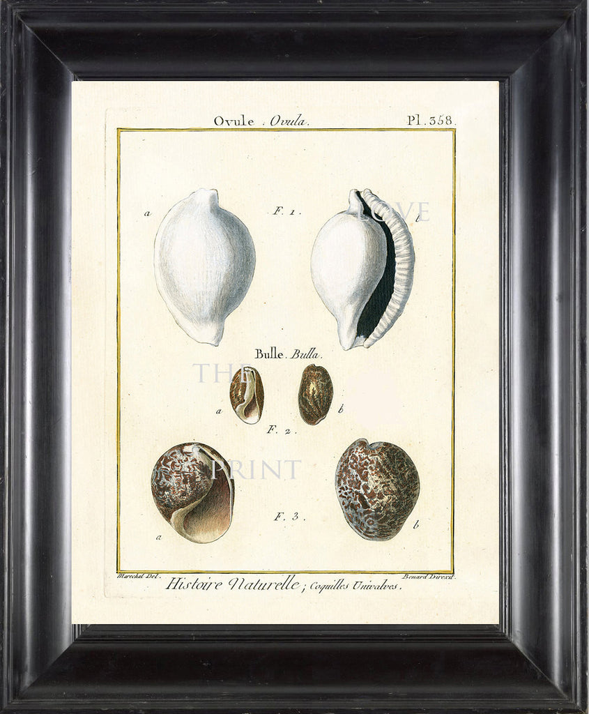 SHELL PRINT LAMARCK  Art Print 6 Beautiful Antique Ovule Shells Sea Ocean Nature to Frame Home Decoration Wall Hanging