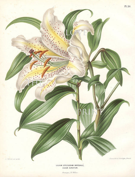 BOTANICAL PRINT Wendel  Botanical Art Print 7 Beautiful White Lily Flower Spring Summer Garden Plant to Frame