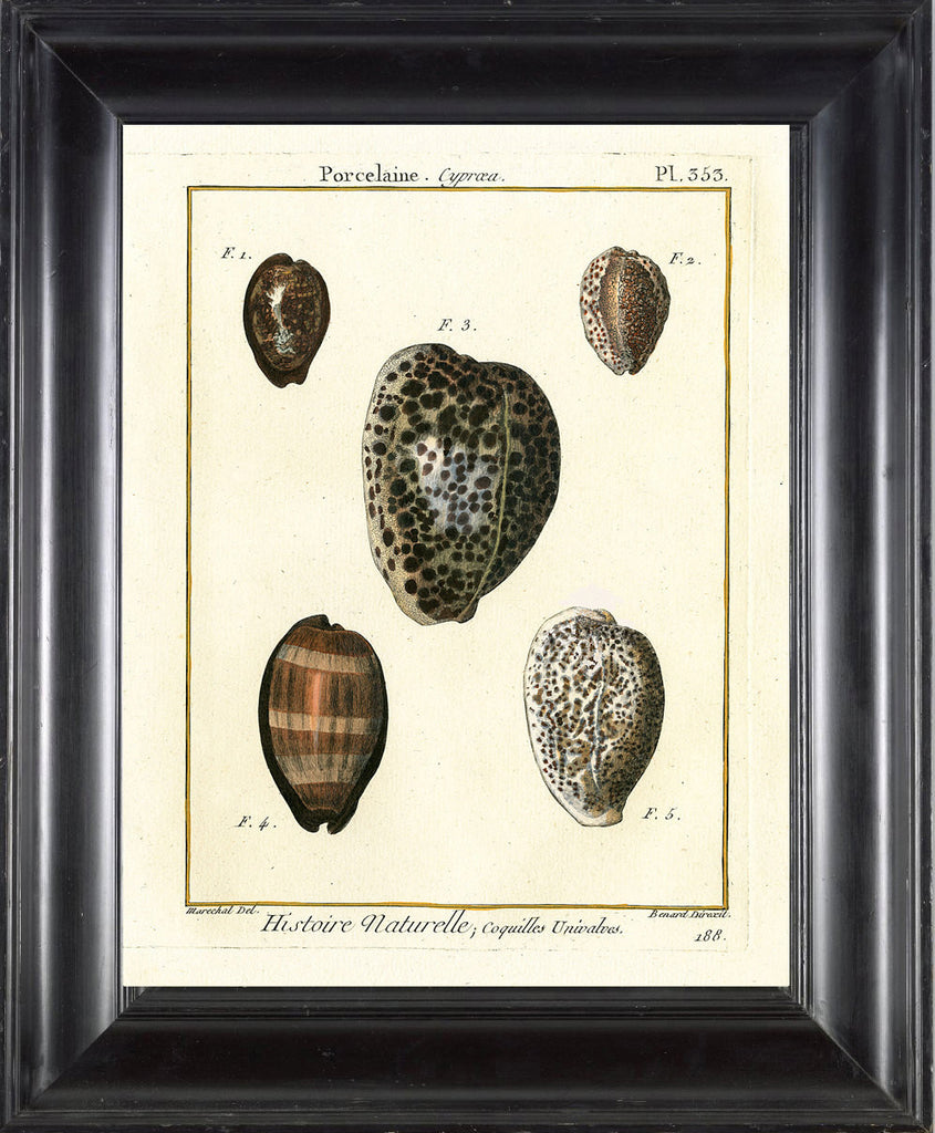 SHELL PRINT LAMARCK  Art Print 7 Beautiful Antique Ovule Shells Sea Ocean Nature to Frame Home Decoration Wall Hanging