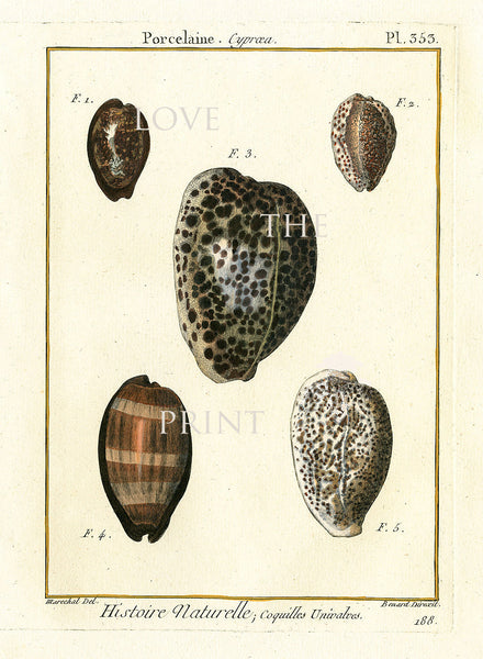 SHELL PRINT LAMARCK  Art Print 7 Beautiful Antique Ovule Shells Sea Ocean Nature to Frame Home Decoration Wall Hanging