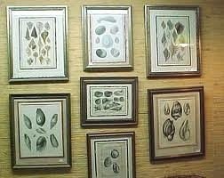 SHELL PRINT LAMARCK  Art Print 7 Beautiful Antique Ovule Shells Sea Ocean Nature to Frame Home Decoration Wall Hanging