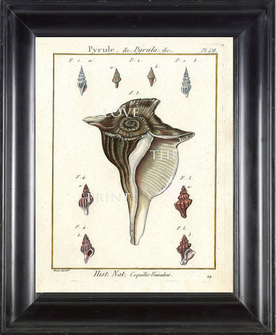 SHELL PRINT LAMARCK  Art Print 8 Beautiful Antique Ovule Shells Sea Ocean Nature to Frame Home Decoration Wall Hanging