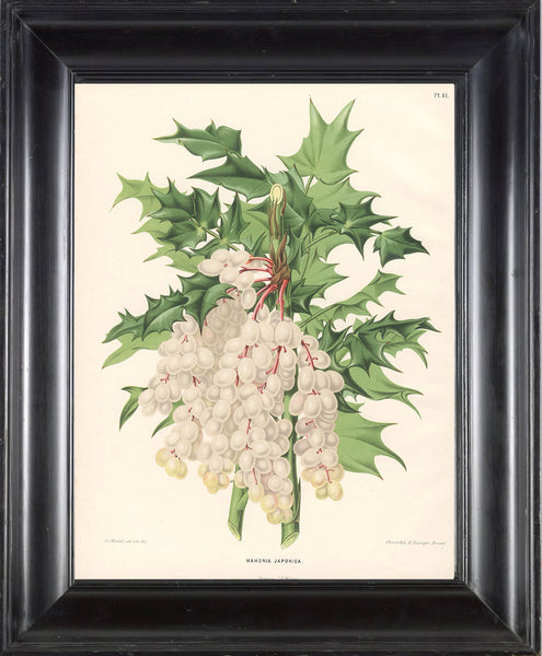 BOTANICAL PRINT Wendel  Botanical Art Print 8 Beautiful White Grape Garden Plant to Frame Interior Decoration Room Design