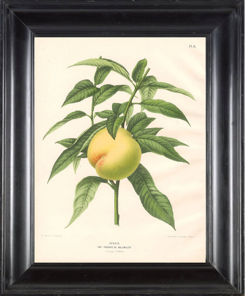 BOTANICAL PRINT Wendel  Botanical Art Print 2 Beautiful Peach Fruit Tree Branch Plant to Frame Interior Design From LoveThePrint
