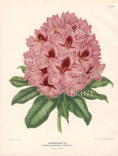 BOTANICAL PRINT Wendel  Botanical Art Print 3 Beautiful Pink Rhododendron Flower Spring Summer Garden Plant to Frame