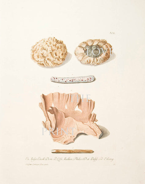 CORAL PRINT KNORR  Art Print 3 Beautiful Antique Corals to Frame Marine Sea Ocean Nature Natural Science