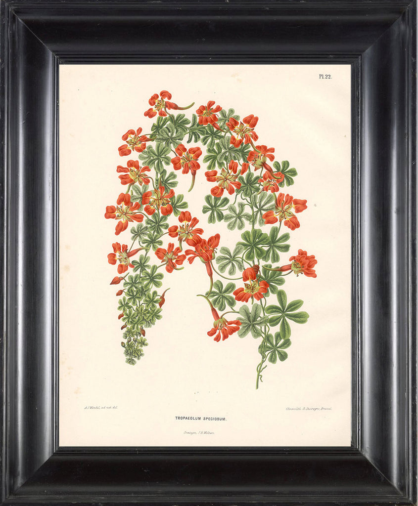 BOTANICAL PRINT Wendel  Botanical Art Print 6 Beautiful Tropaeolum Orange Flower Spring Summer Garden Plant to Frame