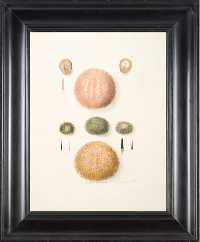 SEA URCHIN Print KNORR  Art Print 5 Beautiful Antique Sea Urchins to Frame Marine Sea Ocean Nature Natural Science