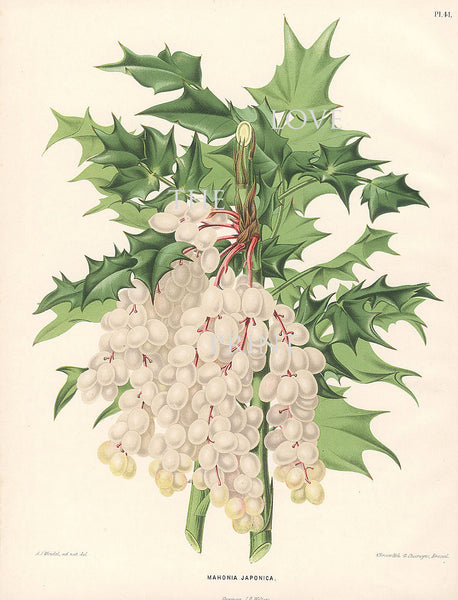 BOTANICAL PRINT Wendel  Botanical Art Print 8 Beautiful White Grape Garden Plant to Frame Interior Decoration Room Design